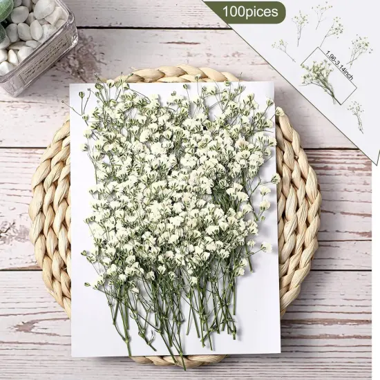 100 Pcs Dried Babys Breath Flowers Bulk Ivory White Babys Breath Real Pressed Flowers Natural Gypsophila for Resin Wedding Art Craft DIY Invitations Scrapbooking Card Making {2}