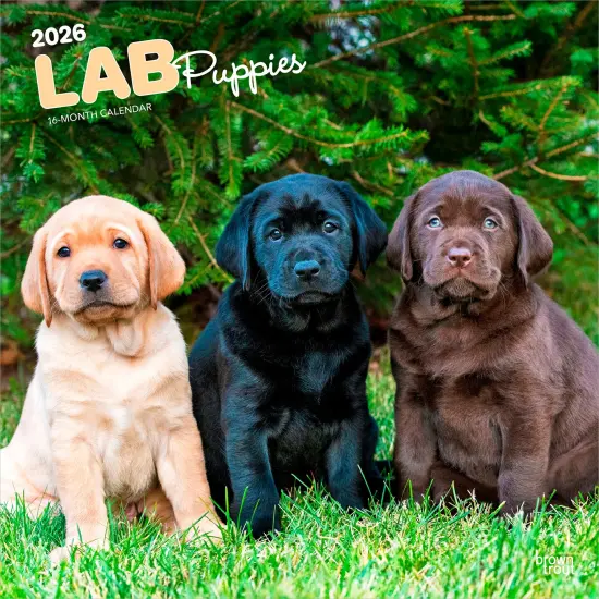 Labrador Retriever Puppies | 2026 12 x 24 Inch (Hanging) Monthly Square Wall Calendar | Plastic-Free {1}