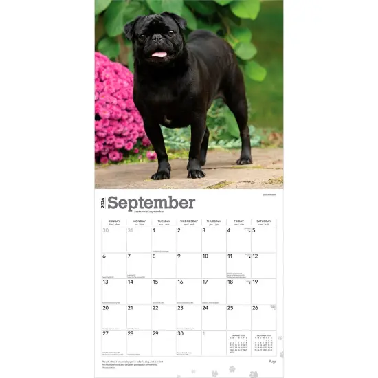 Pugs | 2026 12 x 24 Inch (Hanging) Monthly Square Wall Calendar | Plastic-Free {4}