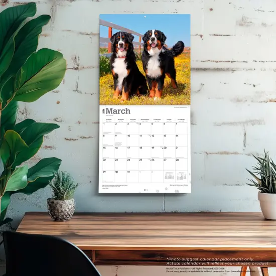 Bernese Mountain Dogs | 2026 12 x 24 Inch (Hanging) Monthly Square Wall Calendar | Plastic-Free {5}