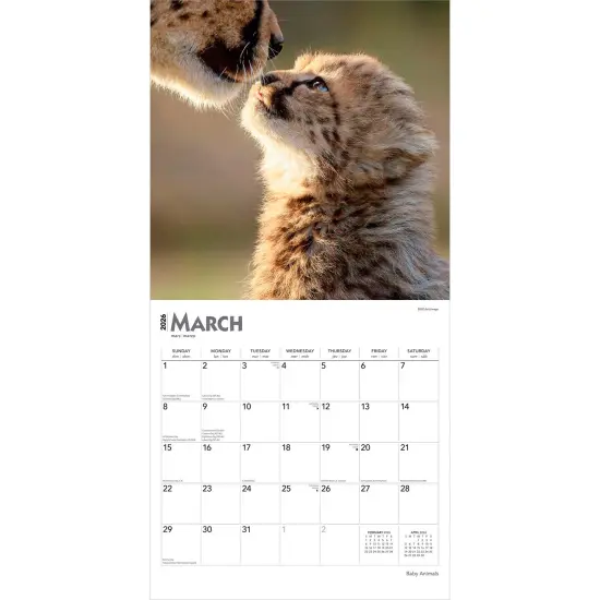 Baby Animals | 2026 12 x 24 Inch (Hanging) Monthly Square Wall Calendar | Plastic-Free {3}