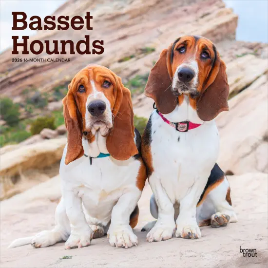 Basset Hounds | 2026 12 x 24 Inch (Hanging) Monthly Square Wall Calendar | Plastic-Free {1}