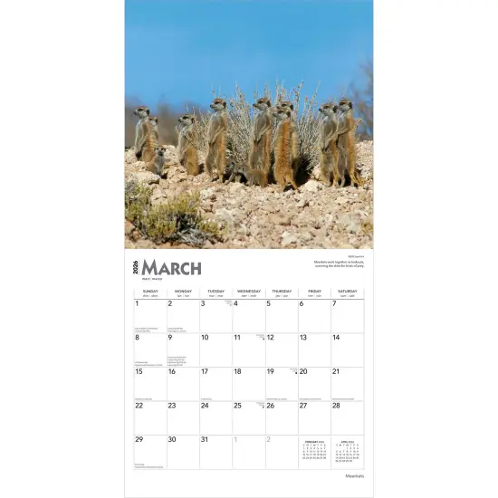 Meerkats | 2026 12 x 24 Inch (Hanging) Monthly Square Wall Calendar | Plastic-Free {3}