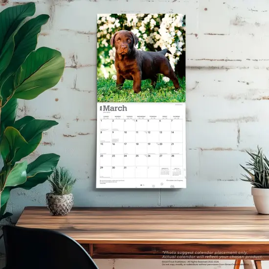 Chocolate Labrador Retriever Puppies | 2026 12 x 24 Inch (Hanging) Monthly Square Wall Calendar | Plastic-Free {5}