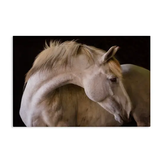 Stupell Industries White Beauty Horse Portrait Canvas By Jadei Graphics {1}