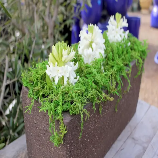 Forest Moss Preserved, Fresh Green, 2oz {5}