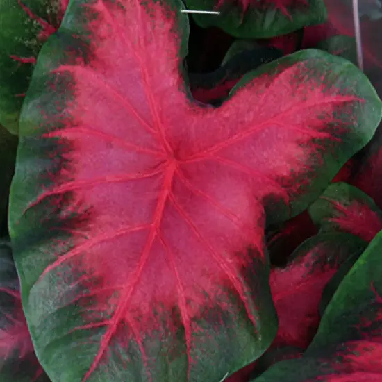 Caladium Sunset Pink 3 Bulbs - SalmonPink/Green {1}