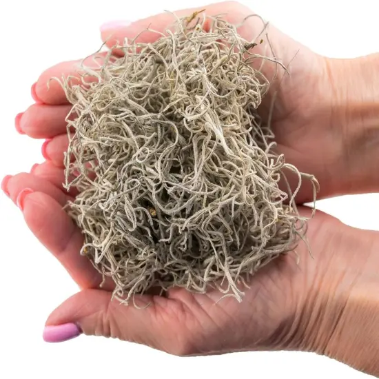 Premium Natural Spanish Moss | Natural Preserved - Great Ground Cover - Filler for Potted Plants {3}