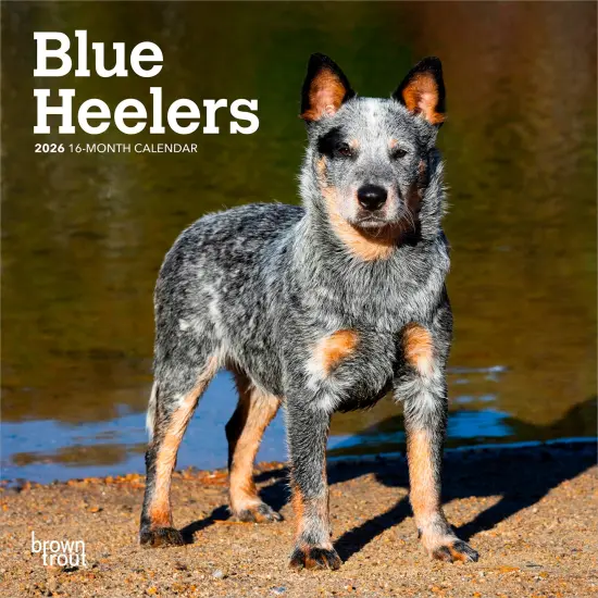 Blue Heelers | 2026 7 x 14 Inch (Hanging) Monthly Mini Wall Calendar {1}