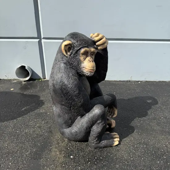Monkey Chimpanzee Sitting Life Size Statue {5}
