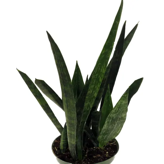 Snakeskin Snake Plant - Sansevieria - 6" Pot {4}