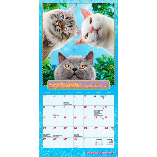 Avanti Chatons Grognons OFFICIEL | 2026 7 x 14 Inch (Hanging) Monthly Mini Wall Calendar | French Language | BrownTrout | Angry Cat Humor {4}