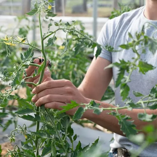 Lehman's Heirloom Garden Seed Vault Kit, Premium with 30 Varieties of Vegetable Herb and Fruit Seeds and Sowing Growing Guide, 20K+ Seeds {7}