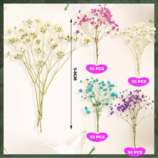 200 Pcs Dried Baby's Breath Flowers Preserved Baby's Breath (4 Colors) {3}