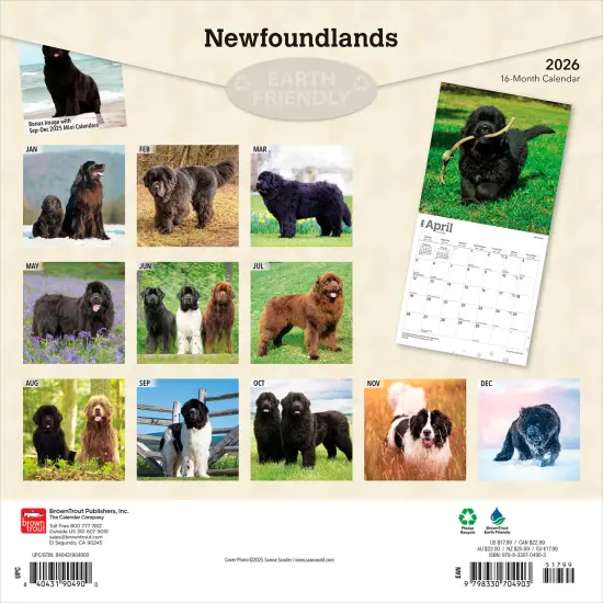 Newfoundlands | 2026 12 x 24 Inch (Hanging) Monthly Square Wall Calendar | Plastic-Free {2}