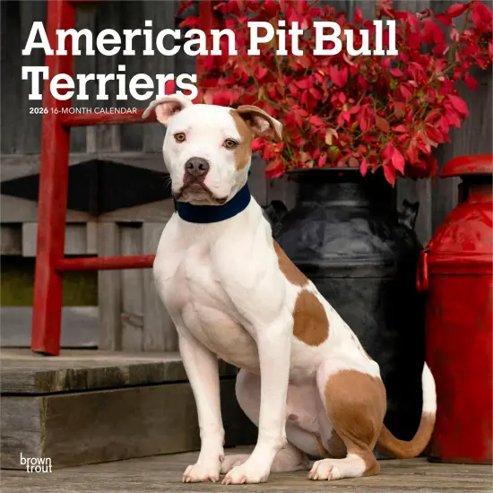 American Pit Bull Terriers | 2026 12 x 24 Inch (Hanging) Monthly Square Wall Calendar | Plastic-Free {1}