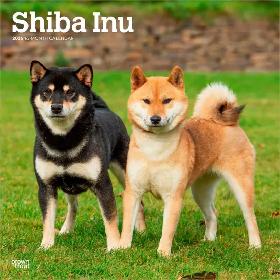 Shiba Inu | 2026 12 x 24 Inch (Hanging) Monthly Square Wall Calendar | Plastic-Free {1}