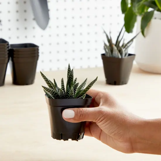 150-Pack 2 Inch Plastic Seedling Pots for Plants, Small Square Starter Nursery Planters for Starting Seeds, Flowers, Succulents, Propagating, Indoor Garden (Black) {2}