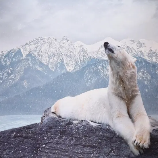 Mook Fabrics Wildlife Cotton Fabric [45 in. Wide] - By The Yard Bear (36" Panel) {1}