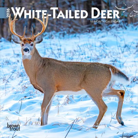 White Tailed Deer | 2026 7 x 14 Inch (Hanging) Monthly Mini Wall Calendar {1}