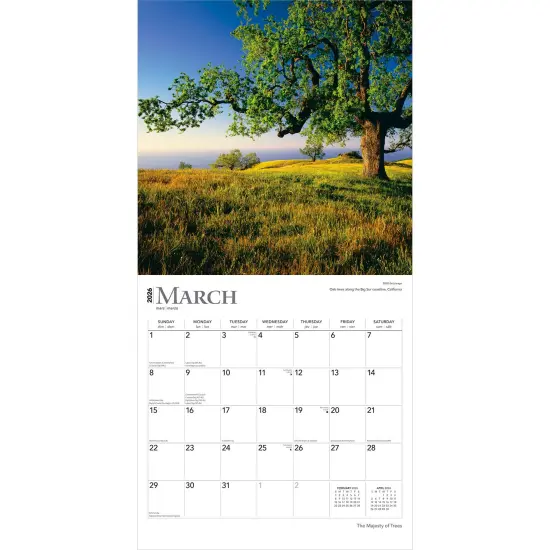 The Majesty of Trees | 2026 12 x 24 Inch (Hanging) Monthly Square Wall Calendar | Plastic-Free {3}
