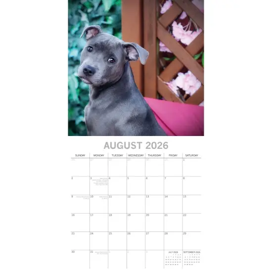 The Gifted Stationary 2026 Square Wall Calendar, Staffordshire Bull Terriers, 16-Month Animals Theme with 180 Reminder Stickers (12 x 12 In) Multicolor {3}