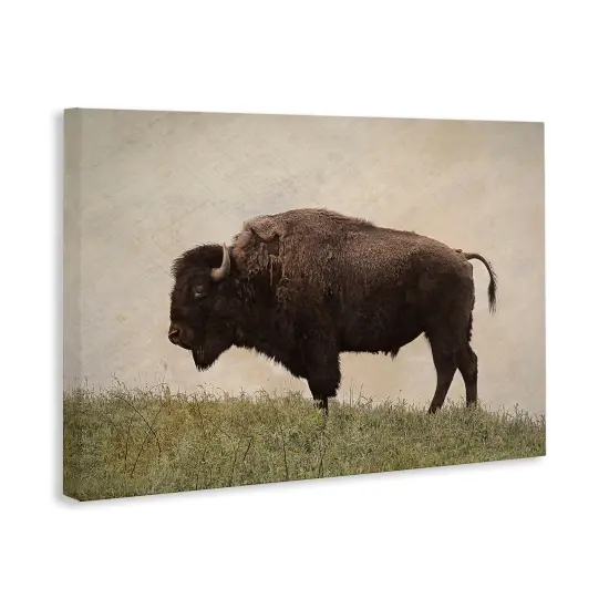 Stupell Industries Serene Buffalo on Country Hill Canvas Design by Steve Toole {3}