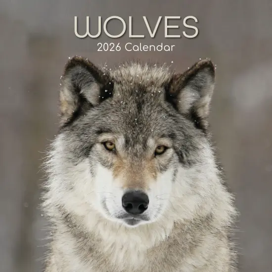 The Gifted Stationary 2026 Square Wall Calendar, Wolves, 16-Month Animals Theme Hanging Calendar with 180 Reminder Stickers, Month Planner for Home, or Creative Spaces, 12x12 In Multicolor {1}