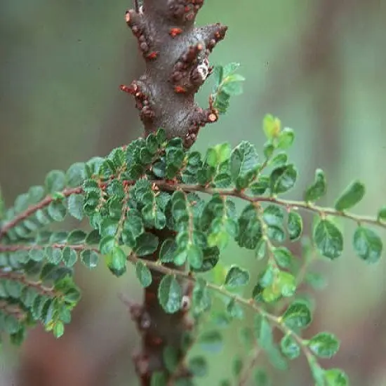 Seiju Dwarf Chinese Elm - Ulmus parvifolia - 2.5" Pot - Fairy Garden/Bonsai {4}
