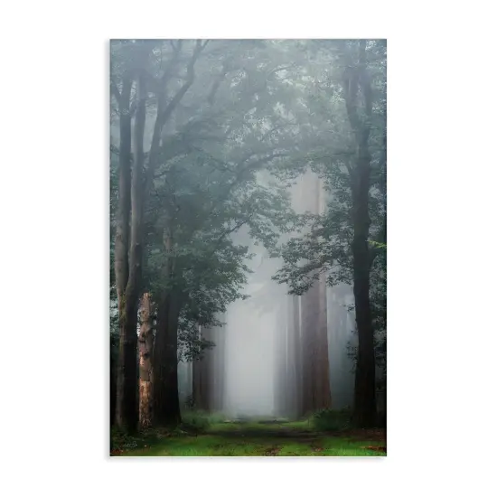 Stupell Industries Calm Forest Clearing Canvas Design by Martin Podt {1}