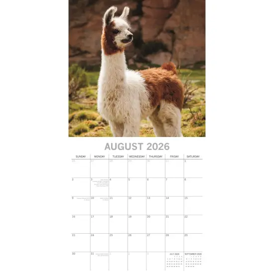 The Gifted Stationary 2026 Square Wall Calendar, Llamas, 16-Month Animals Theme Hanging Calendar with 180 Reminder Stickers, Month Planner for Home, Creative Spaces, 12x12 In Multicolor {3}
