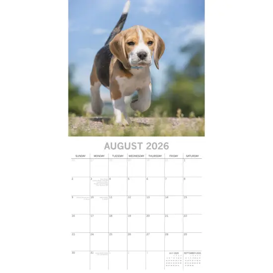 The Gifted Stationary 2026 Square Wall Calendar, Beagles, 16-Month Animals Theme Hanging Calendar with 180 Reminder Stickers, Month Planner for Home, or Creative Spaces, 12x12 In Multicolor {3}
