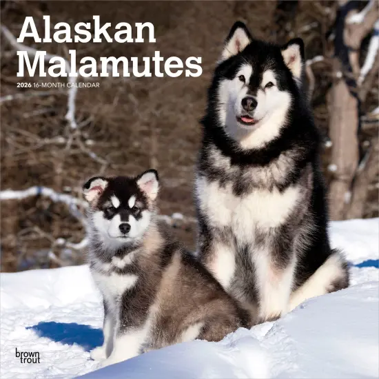 Alaskan Malamutes | 2026 12 x 24 Inch (Hanging) Monthly Square Wall Calendar | Plastic-Free {1}