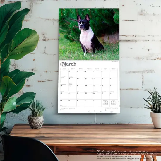 For the Love of Boston Terriers | 2026 14 x 24 Inch (Hanging) Monthly Deluxe Wall Calendar | Foil Stamped Cover | Plastic-Free {5}
