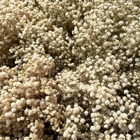 Dried Babys Breath Bulk Natural Dried Gypsophila Flowers White Babys Breath Stems for Home Decor, Weddings, Crafts {4}