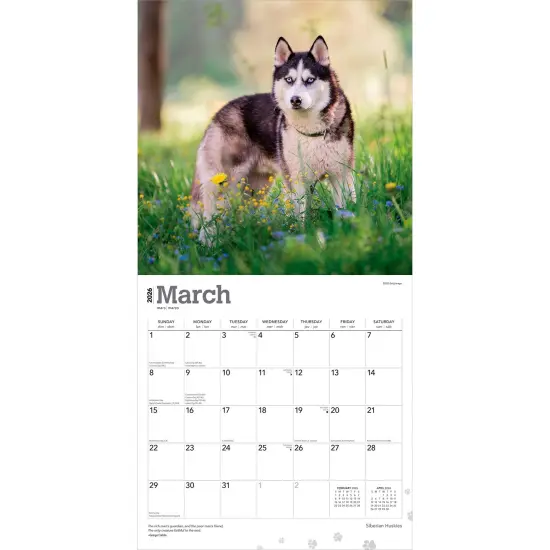 Siberian Huskies | 2026 12 x 24 Inch (Hanging) Monthly Square Wall Calendar | Plastic-Free {3}
