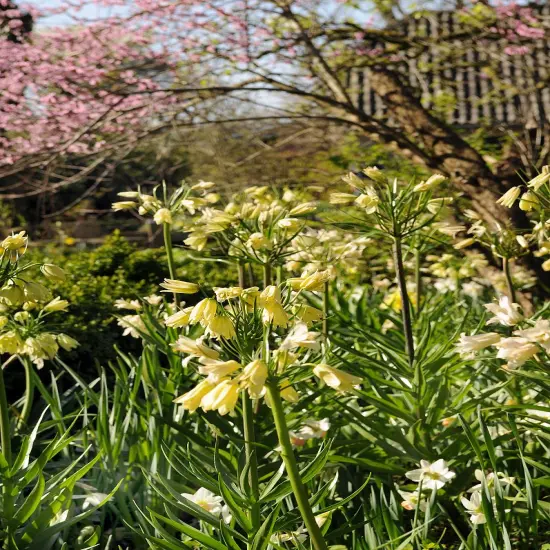 Cream Colored Imperial Lily 1 Bulb - Fritillaria Raddeana - 16/+cm Bulb {4}