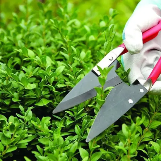 Spear & Jackson Razorsharp Compact Topiary Shears for Garden Topiary and Bonsai Care, Ergonomic Lightweight Precision Pruning Shears {5}