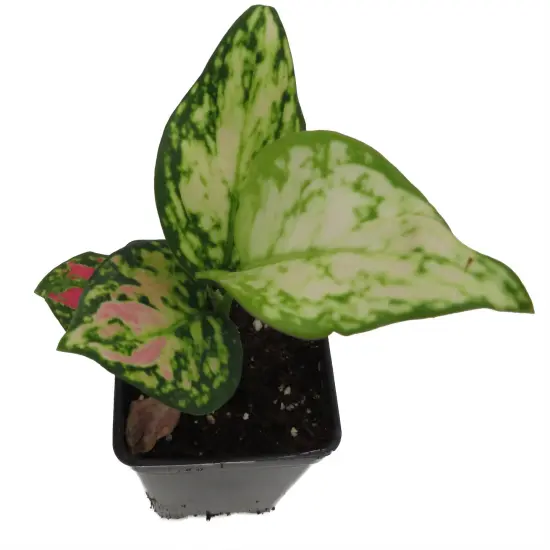 Red Zircon Chinese Evergreen Plant - Aglaonema - 2.5" Pot {5}