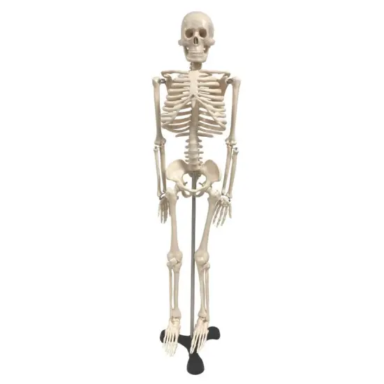 Human Skeleton Model with Key, 34" {1}