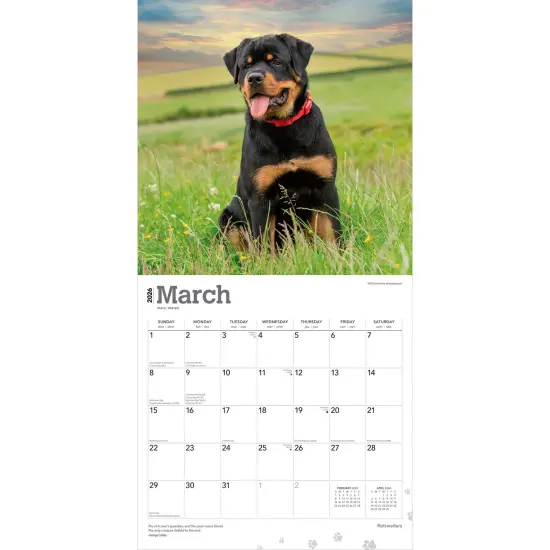 Rottweilers | 2026 12 x 24 Inch (Hanging) Monthly Square Wall Calendar | Plastic-Free {3}
