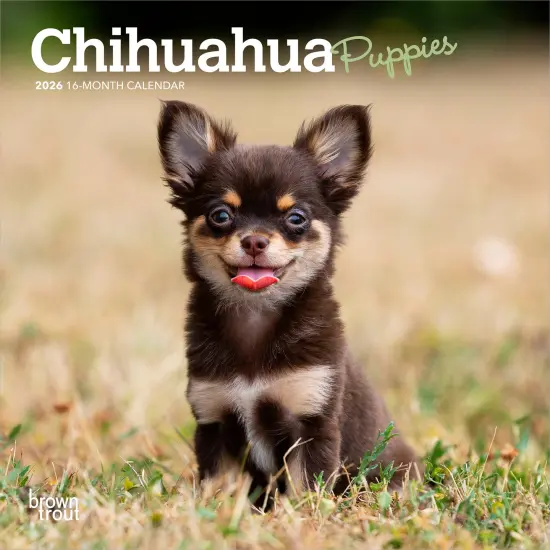 Chihuahua Puppies | 2026 7 x 14 Inch (Hanging) Monthly Mini Wall Calendar {1}
