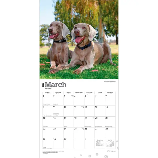 Weimaraners | 2026 12 x 24 Inch (Hanging) Monthly Square Wall Calendar | Plastic-Free {3}