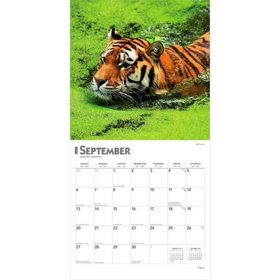 Tigers | 2026 12 x 24 Inch (Hanging) Monthly Square Wall Calendar | Plastic-Free {4}