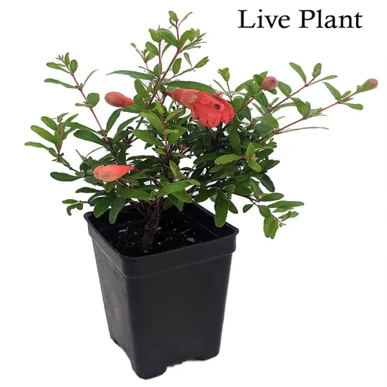 Dwarf Pomegranate Plant- Punica - Bonsai/Houseplant/Outdoors - Edible - 2.5" Pot {2}