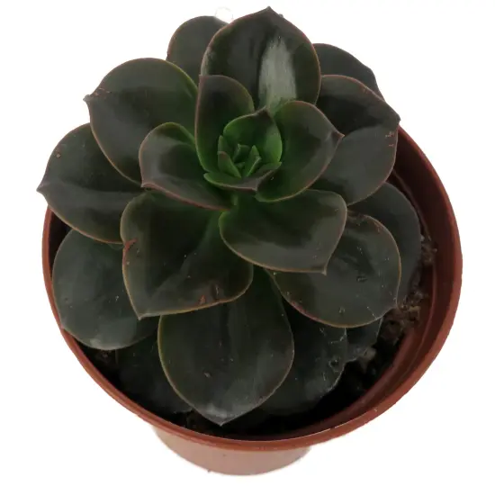 Burgundy Pearl Desert Rose Succulent - Echeveria- 2.5" Pot {3}