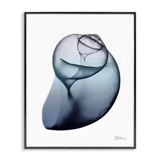 Stupell Industries Contemporary Snail Shell Framed Giclee Art Gray Frame {7}