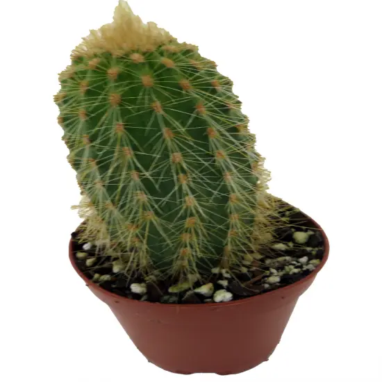 Golden Torch Cactus-Vatricania Guentheri- 2" Pot {4}
