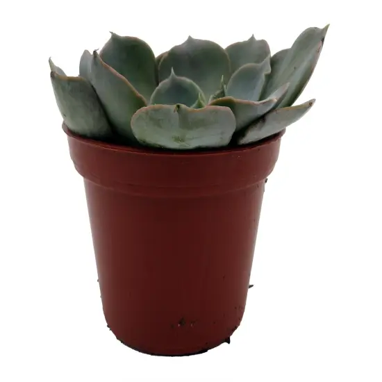Truffles Succulent Plant - Echeveria shavianna - 2.5" Pot {1}