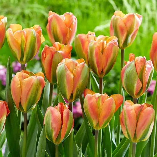 Orange Marmalade Viridiflora Tulip - 5 Bulbs - 12/+ cm Bulb {1}